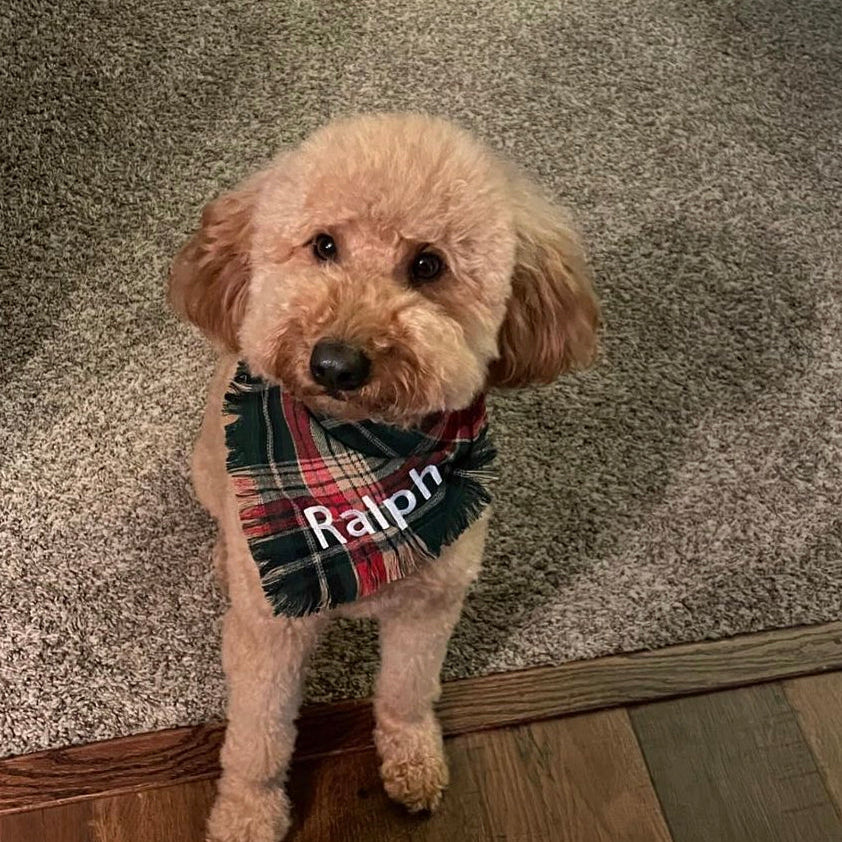 Personalized Soft, Charming Dog Bandanas