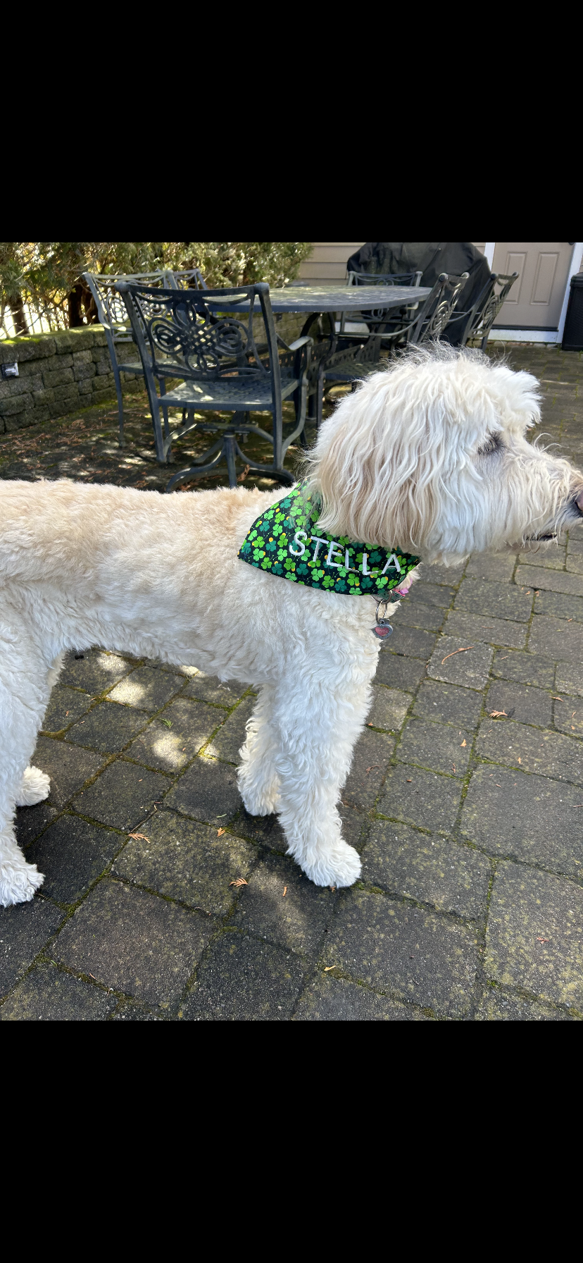 Personalized Soft, Charming Dog Bandanas
