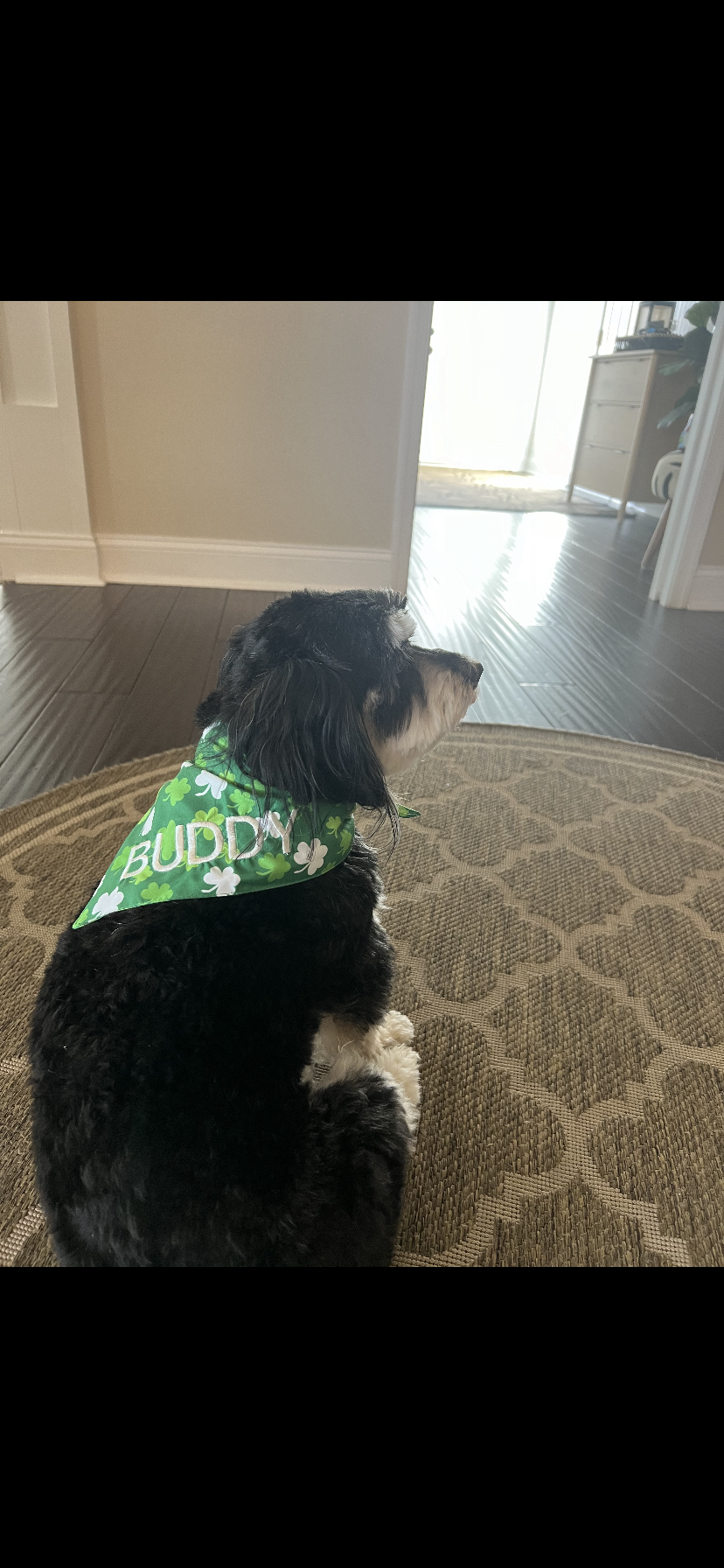 Personalized Soft, Charming Dog Bandanas