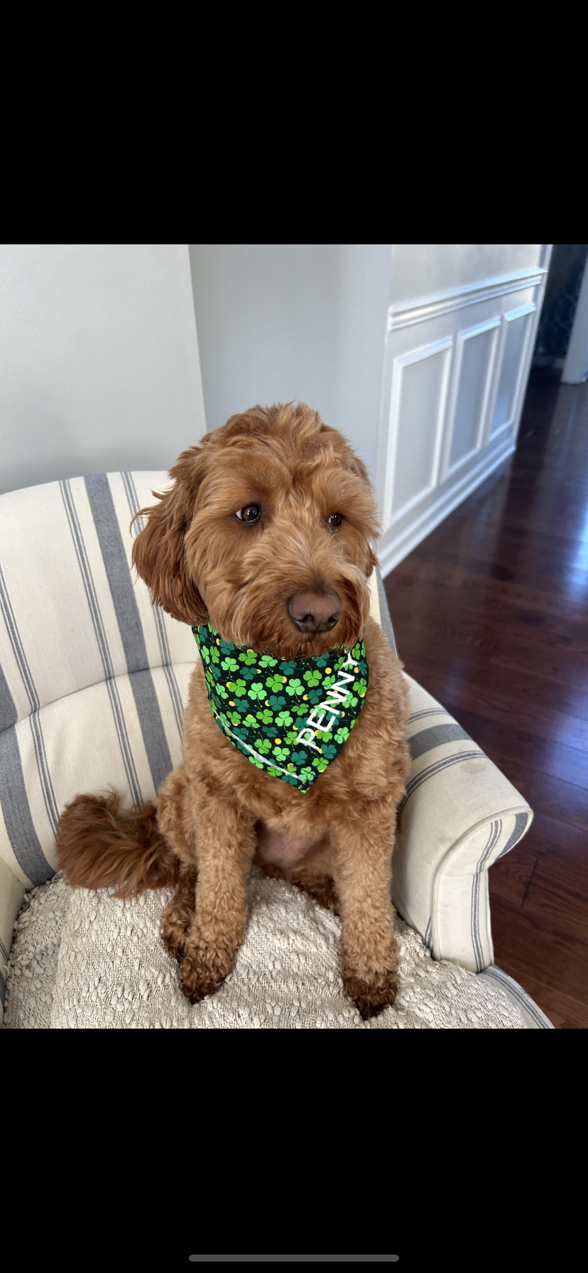 Personalized Soft, Charming Dog Bandanas