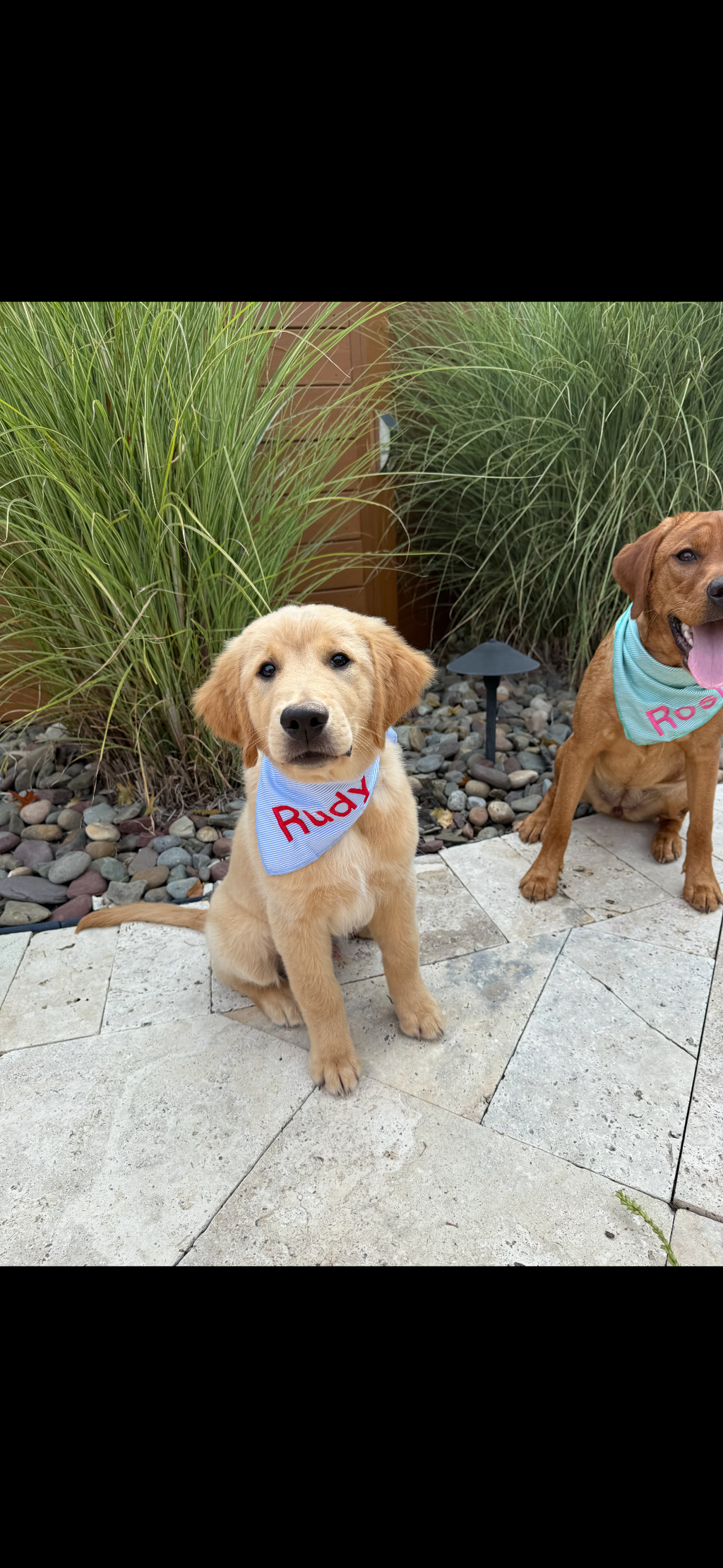Personalized Soft, Charming Dog Bandanas