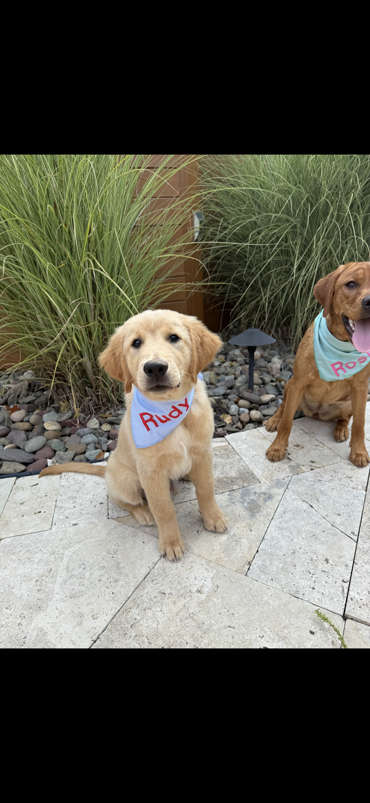 Personalized Soft, Charming Dog Bandanas