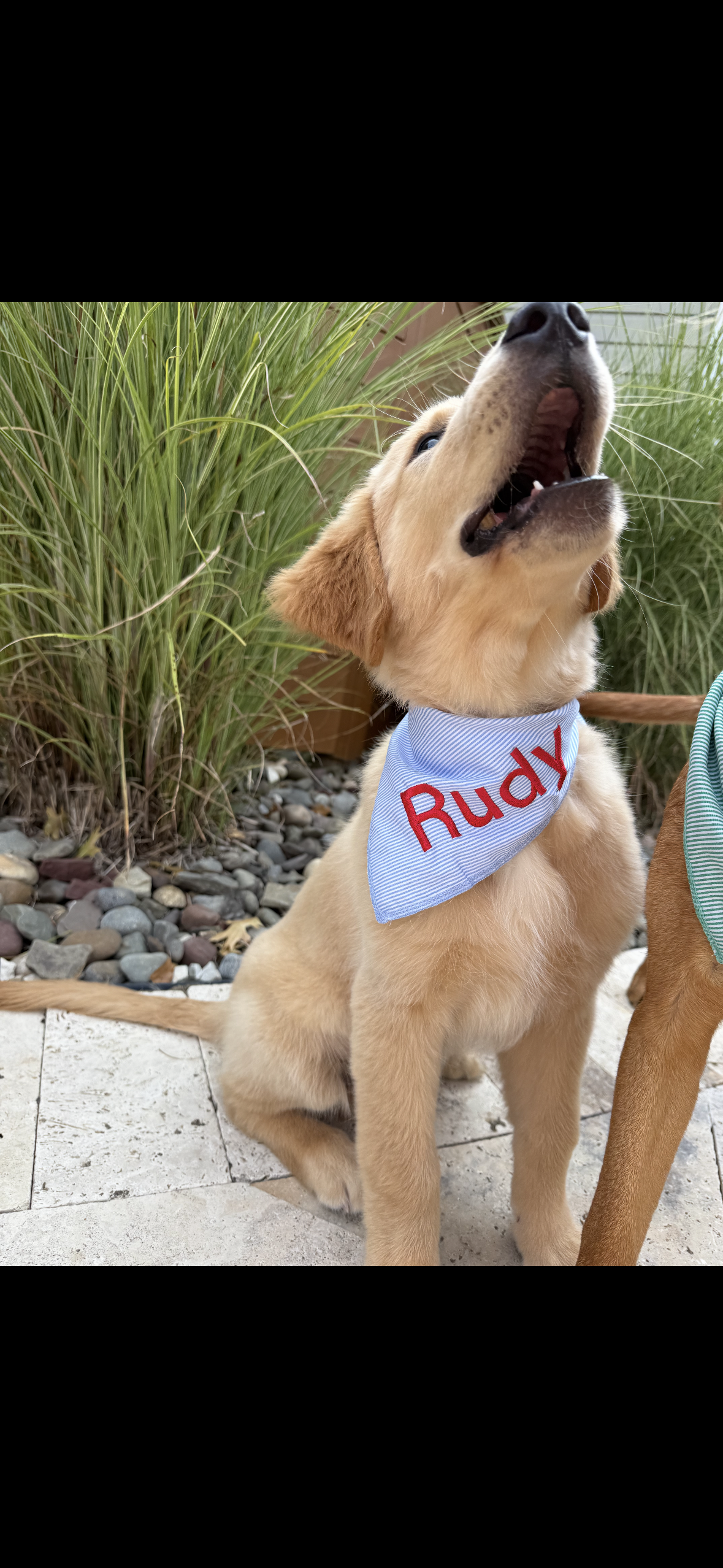 Personalized Soft, Charming Dog Bandanas