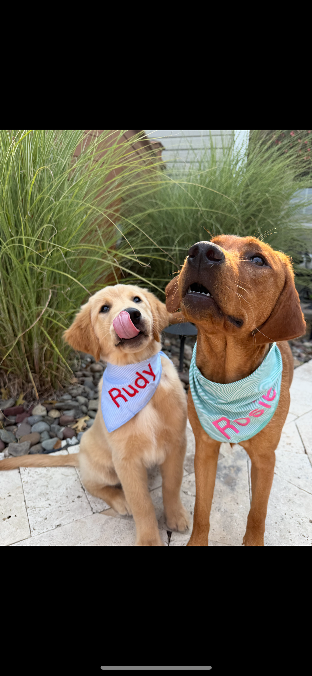 Personalized Soft, Charming Dog Bandanas