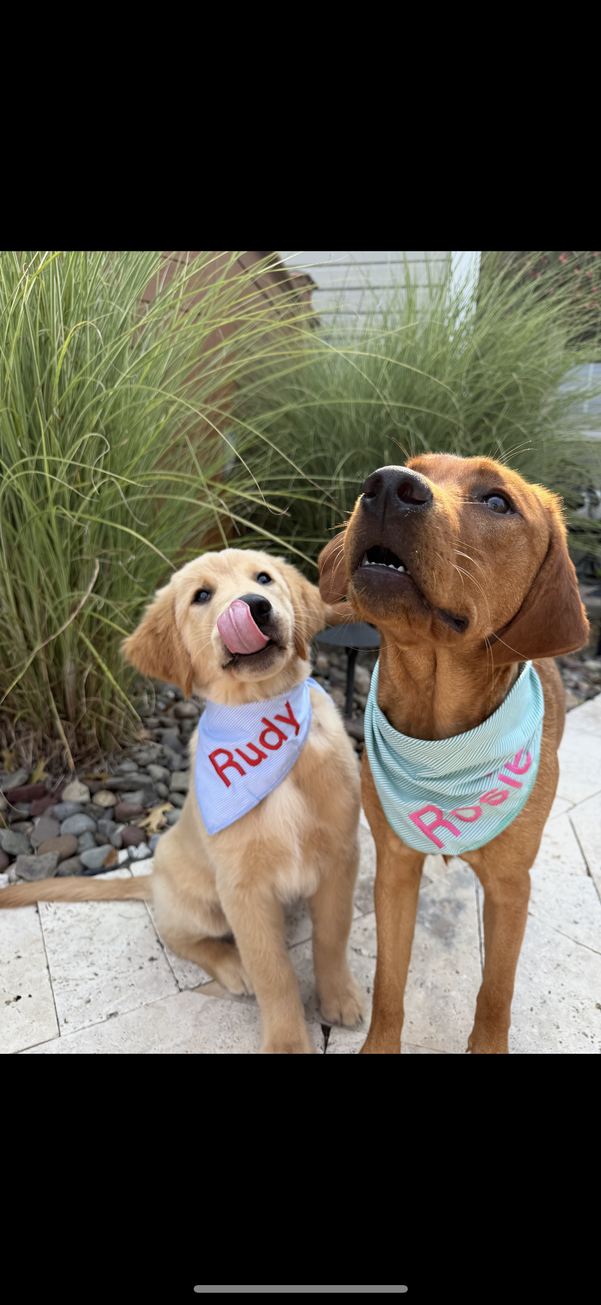 Personalized Soft, Charming Dog Bandanas