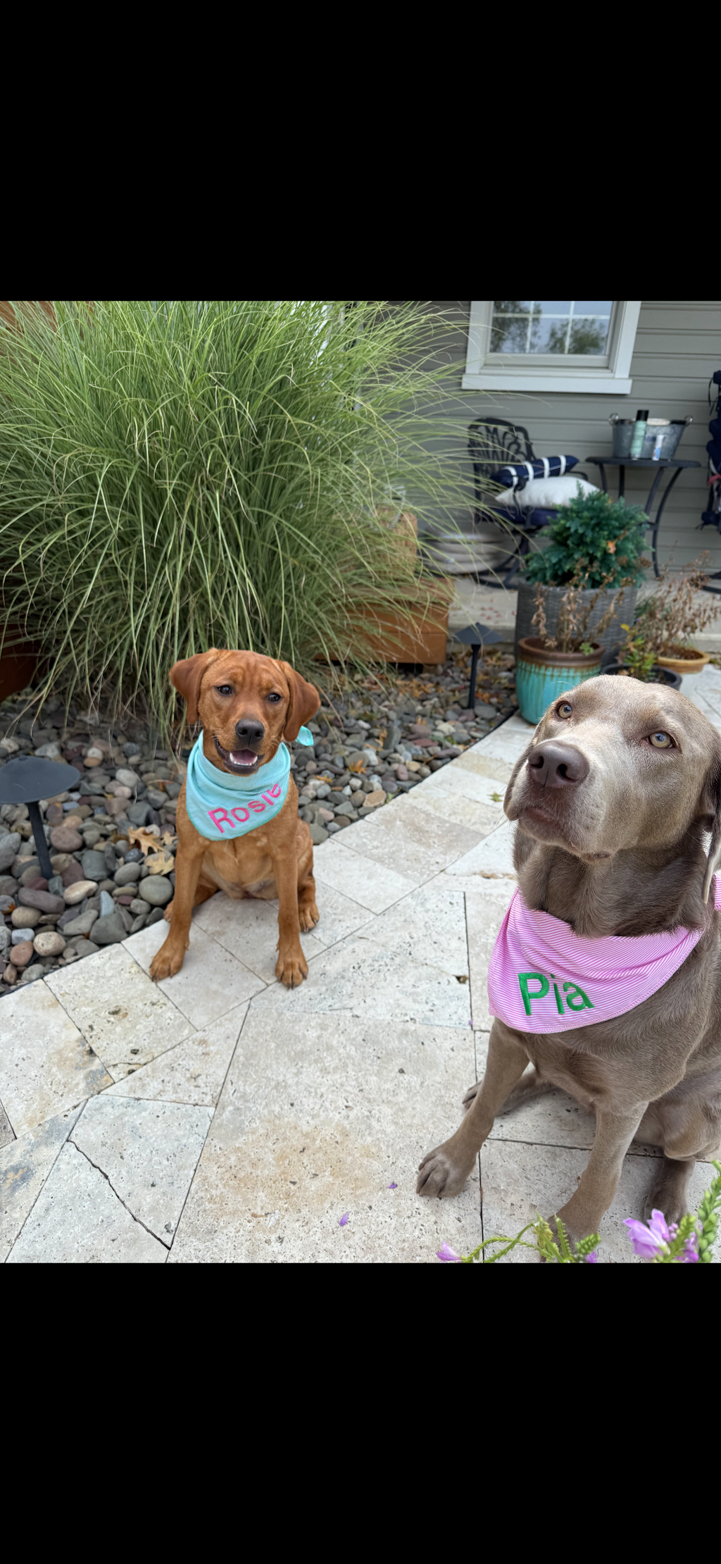 Personalized Soft, Charming Dog Bandanas