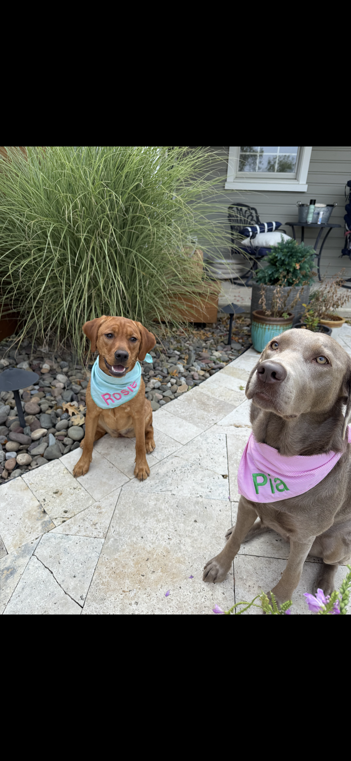 Personalized Soft, Charming Dog Bandanas
