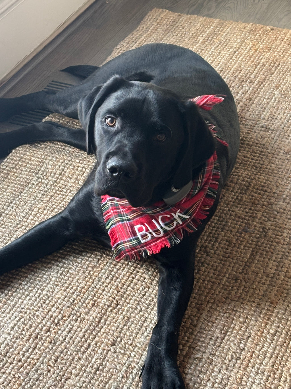 Personalized Soft, Charming Dog Bandanas