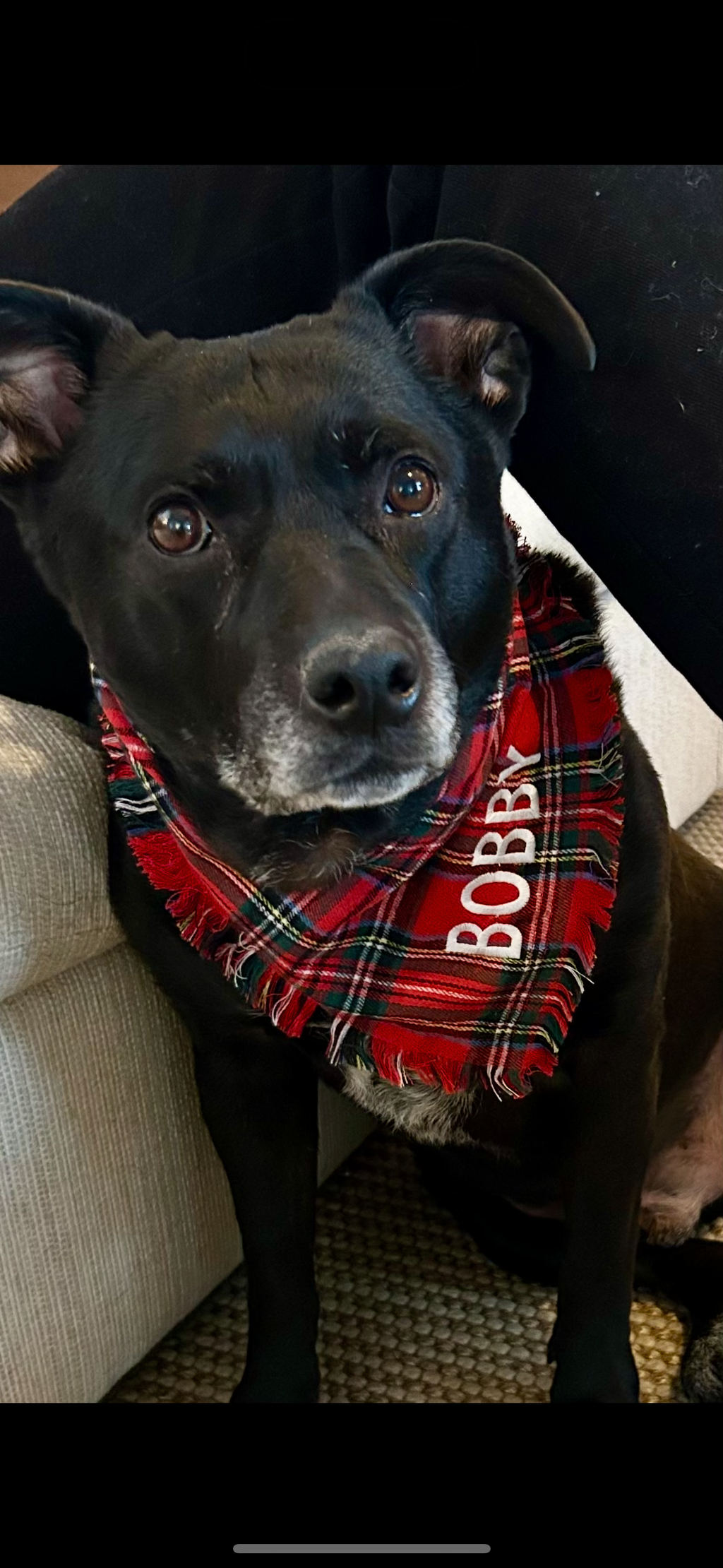 Personalized Soft, Charming Dog Bandanas