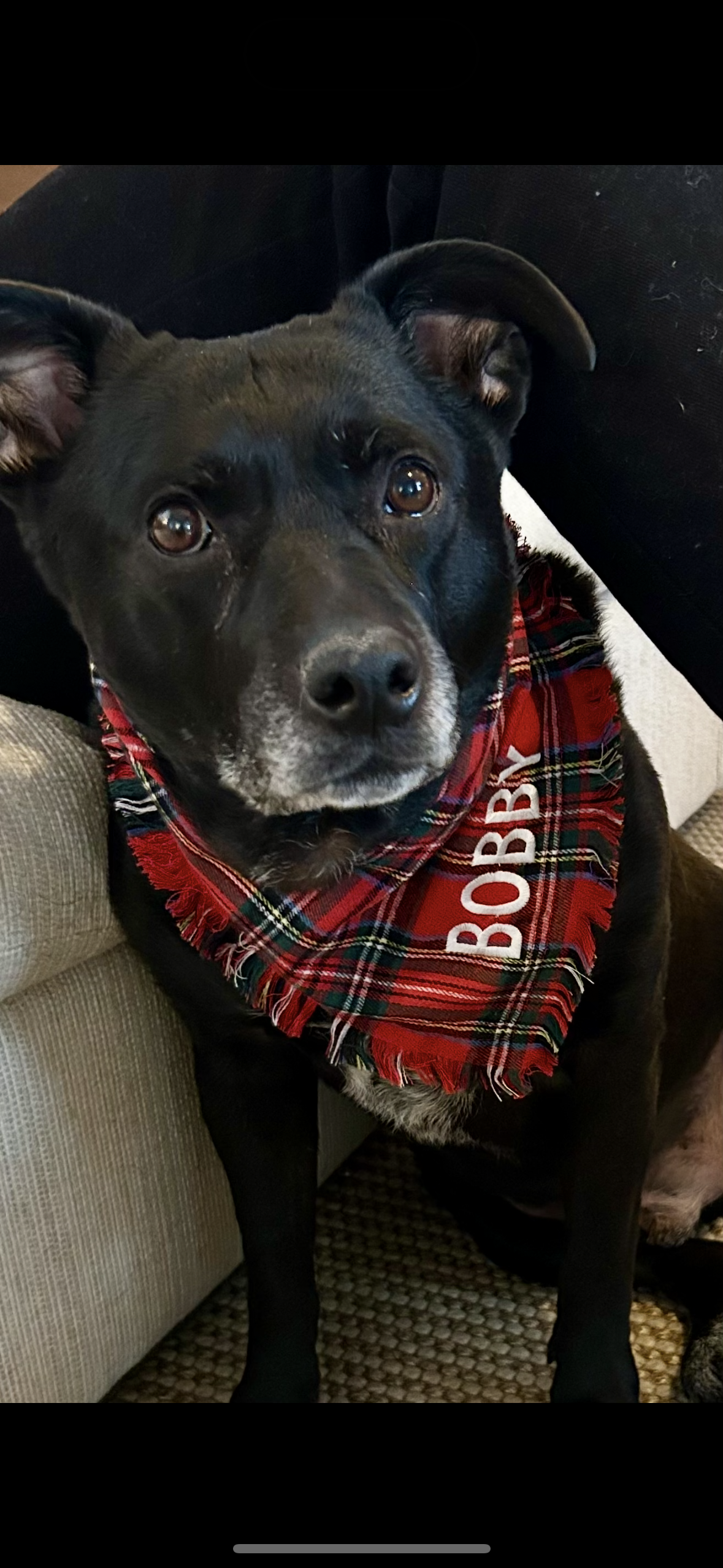 Personalized Soft, Charming Dog Bandanas